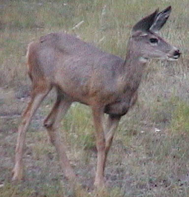canyon_north_deer