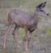 canyon_north_deer
