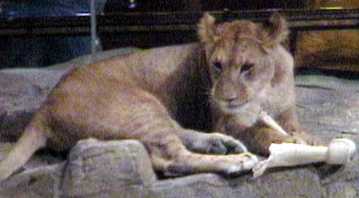 lv_mgm_lion2