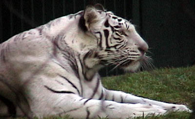 lv_sr_tiger