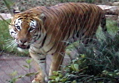 lv_sr_tiger2