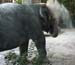 lv_elephant_dust
