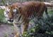lv_sr_tiger2