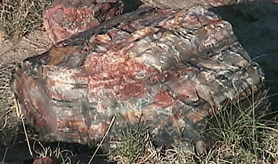 petrif_rock1