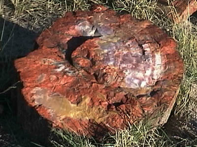 petrif_rock3