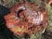 petrif_rock3