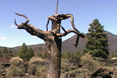 sed_sunset_tree