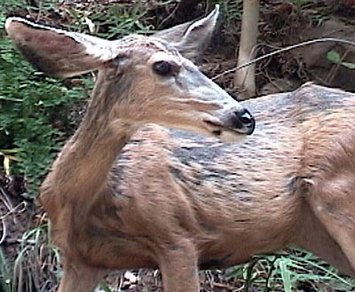 z_deer1