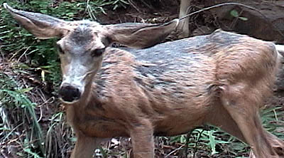 z_deer2