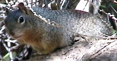 z_squirrel