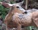 z_deer1