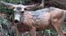z_deer2