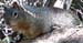 z_squirrel