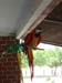 parrot1