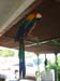 parrot2