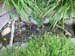 waterfall_stream