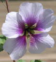 bush mallow 2 April 2005_edited-1