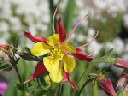 columbine 1 April 2005