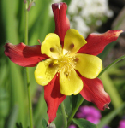 columbine 2 April 2005_edited-1