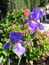 iris 2 April 2005