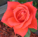 las vegas rose April 2005_edited-1