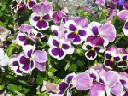 violets_5_26_2003